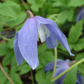 Buy Clematis alpina 'Bredon Blue' online UK