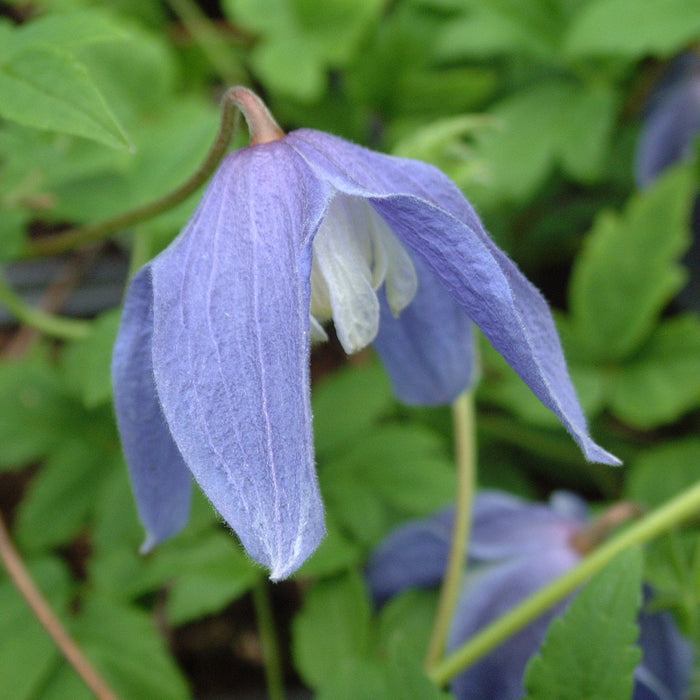 Buy Clematis alpina 'Bredon Blue' online UK