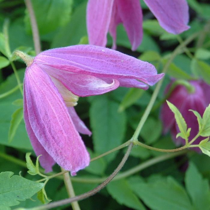 Buy Clematis alpina 'Constance' online UK