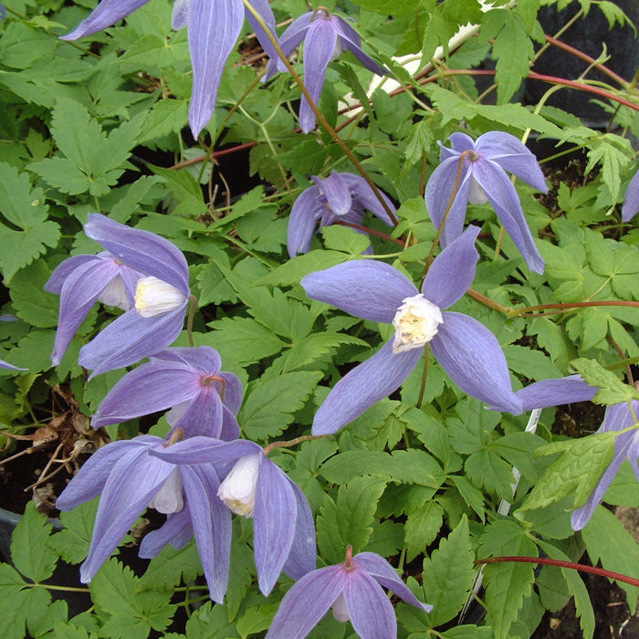 Buy Clematis alpina 'Frankie' online UK