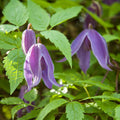 Buy Clematis alpina 'Helsingborg' online UK