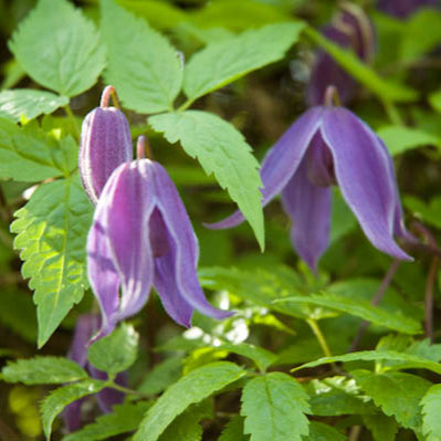 Buy Clematis alpina 'Helsingborg' online UK