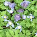 Buy Clematis alpina 'Ocean Pearl' online UK