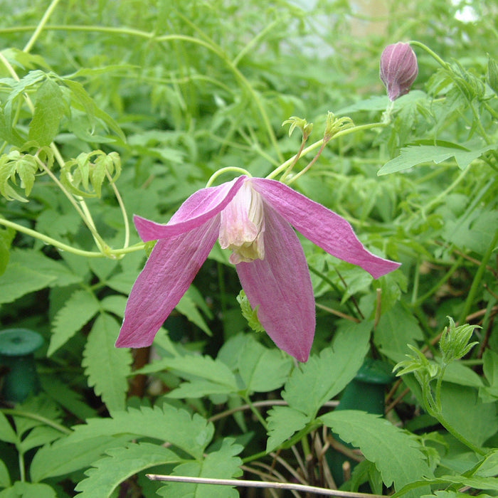 Buy Clematis alpina 'Ruby' online UK