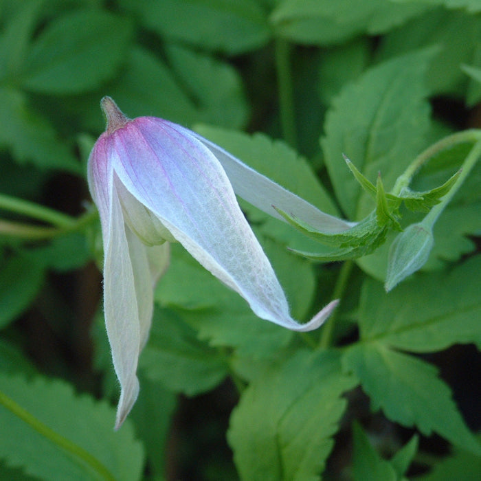 Buy Clematis alpina 'Willy' online UK