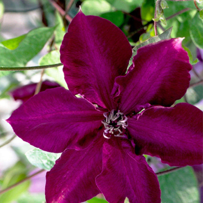 Buy Clematis 'Amethyst Beauty' (Evipo043) online UK