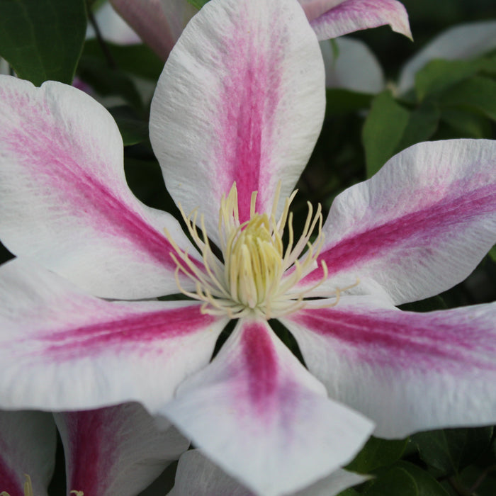 Buy Clematis 'Andromeda' online UK