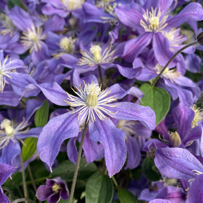 Buy Clematis 'Arabella' online UK