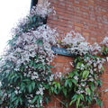 Buy Clematis armandii 'Appleblossom' online UK
