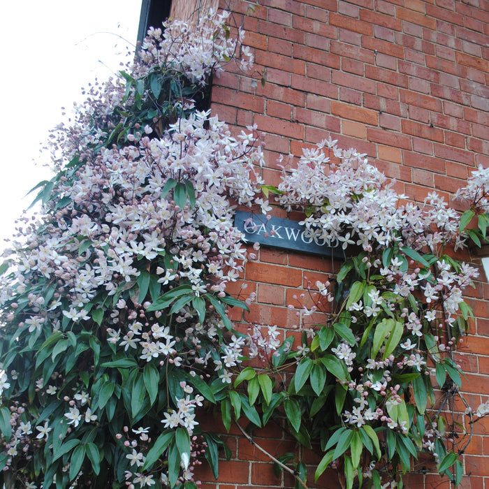 Buy Clematis armandii 'Appleblossom' online UK