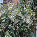 Buy Clematis armandii (Armand Clematis) online UK