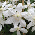 Buy Clematis armandii 'Snowdrift' online UK