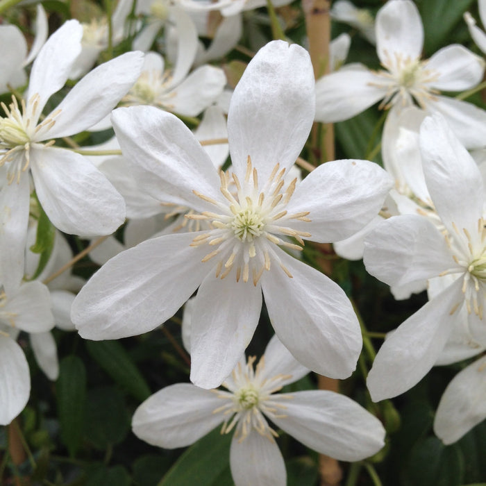 Buy Clematis armandii 'Snowdrift' online UK