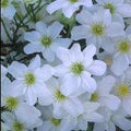 Buy Clematis 'Avalanche' online UK