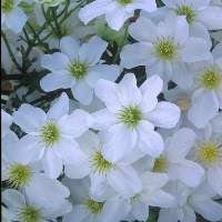 Buy Clematis 'Avalanche' online UK