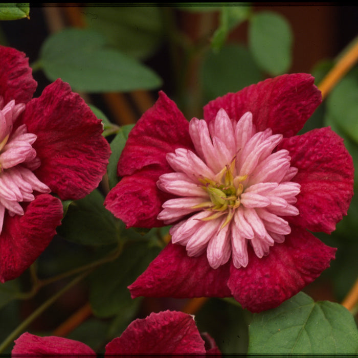 Buy Clematis 'Avant Garde' (Evipo033) online UK