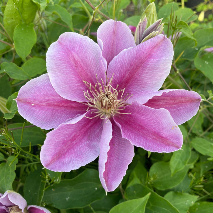 Buy Clematis 'Bees Jubilee' online UK