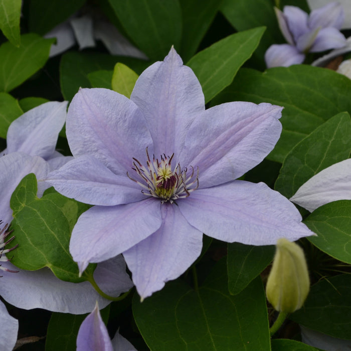 Buy Clematis 'Bernadine' (Evipo061) online UK