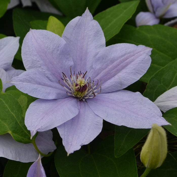 Clematis 'Bernadine' Raymond Evison (Evipo061) bloom flower
