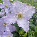 Buy Clematis 'Blue Angel' online UK
