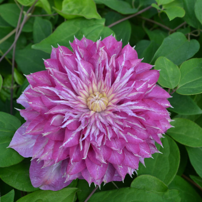 Buy Clematis 'Blushing Bridesmaid' online UK