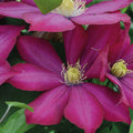 Buy Clematis 'Bourbon' (Evipo018) online UK
