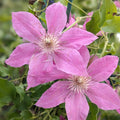 Buy Clematis 'Bridgewater' Raymond Evison online UK