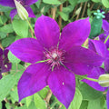 Clematis Burma flowing with purple petals