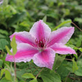 Buy Clematis 'Carnaby' online UK