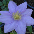 Buy Clematis 'Cezanne' (Evipo023) online UK