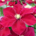 Buy Clematis 'Charmaine' (Evipo022) online UK