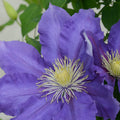 Buy Clematis 'Chevalier' (Evipo040) online UK