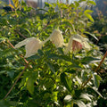 Buy Clematis cirrhosa 'Christmas Surprise' online UK