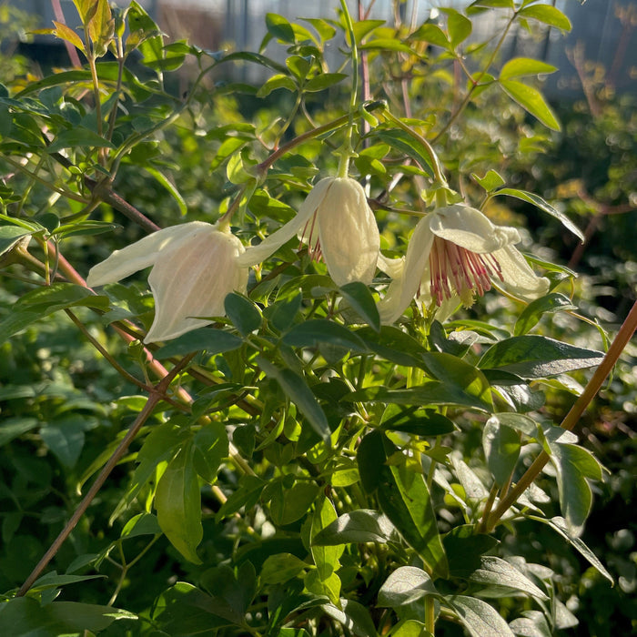 Buy Clematis cirrhosa 'Christmas Surprise' online UK