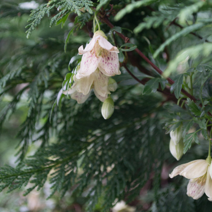 Buy Clematis cirrhosa 'Freckles' online UK