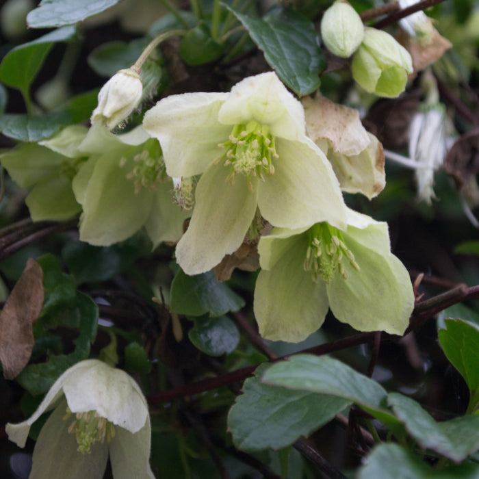 Buy Clematis cirrhosa 'Jingle Bells' online UK