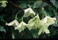 Buy Clematis cirrhosa 'Ourika Valley' online UK