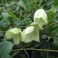 Buy Clematis cirrhosa 'Wisley Cream' online UK