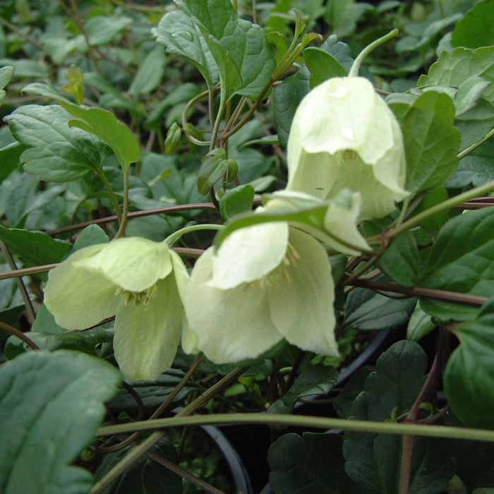 Buy Clematis cirrhosa 'Wisley Cream' online UK