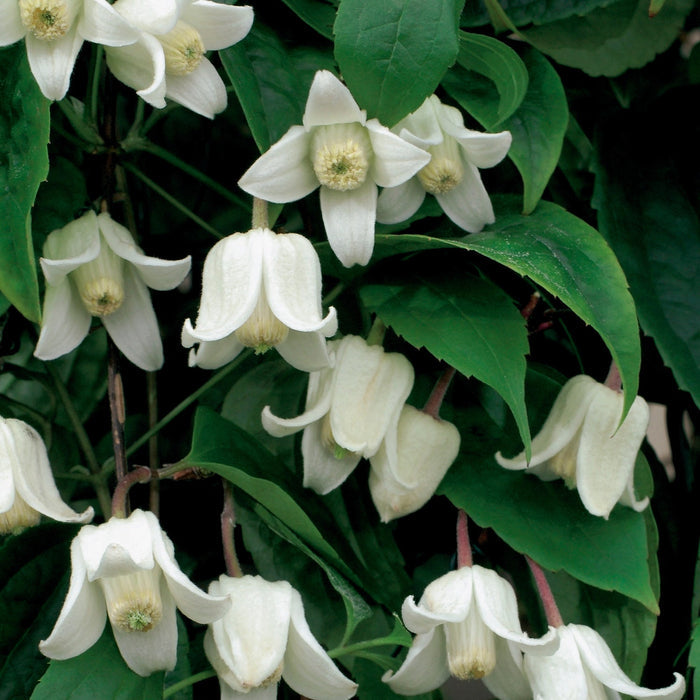 Buy Clematis clarkeana 'Winter Beauty' online UK