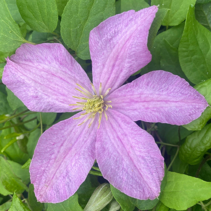 Buy Clematis 'Comtesse De Bouchaud' online UK