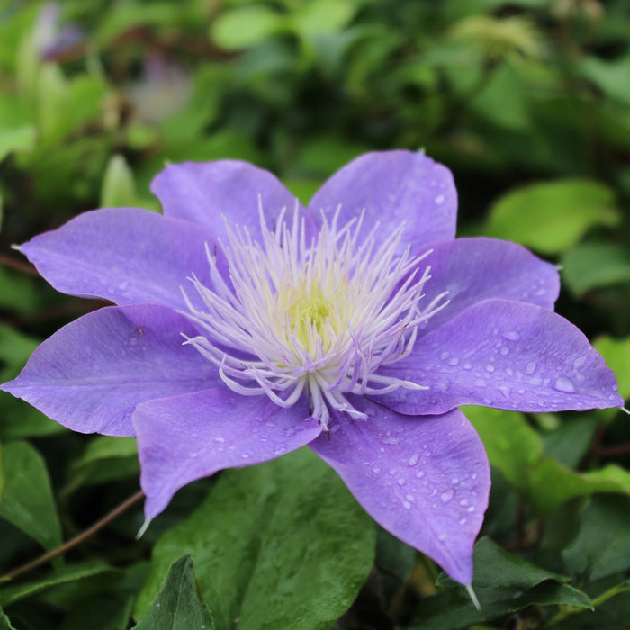Buy Clematis 'Crystal Fountain' (Evipo038) online UK