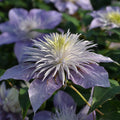 Clematis Crystal Fountain flowing with lilac petals