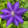 Buy Clematis 'Daniel Deronda' online UK