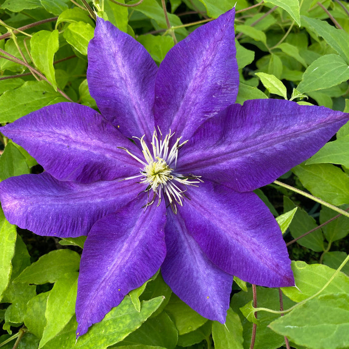 Buy Clematis 'Daniel Deronda' online UK