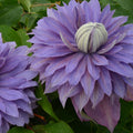 Buy Clematis 'Diamantina' (Evipo039) online UK
