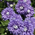 Clematic Diamentina Evipro flowering with purple petals