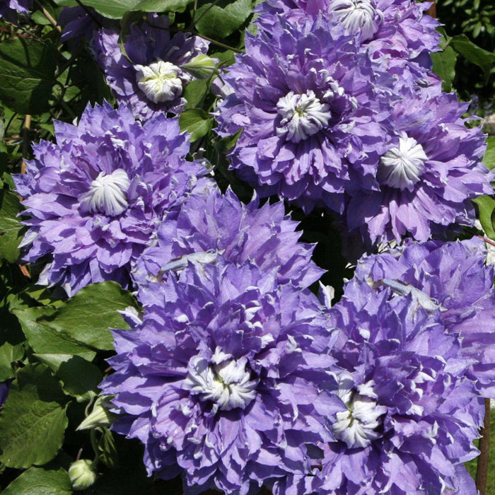 Clematic Diamentina Evipro flowering with purple petals