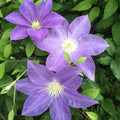 Clematis Dianas Delight flowering with purple flowers with leaves in the background