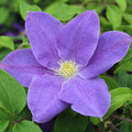 Buy Clematis 'Diana's Delight' online UK